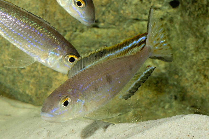 Lestradea perspicax 'Kawasindi Island'
